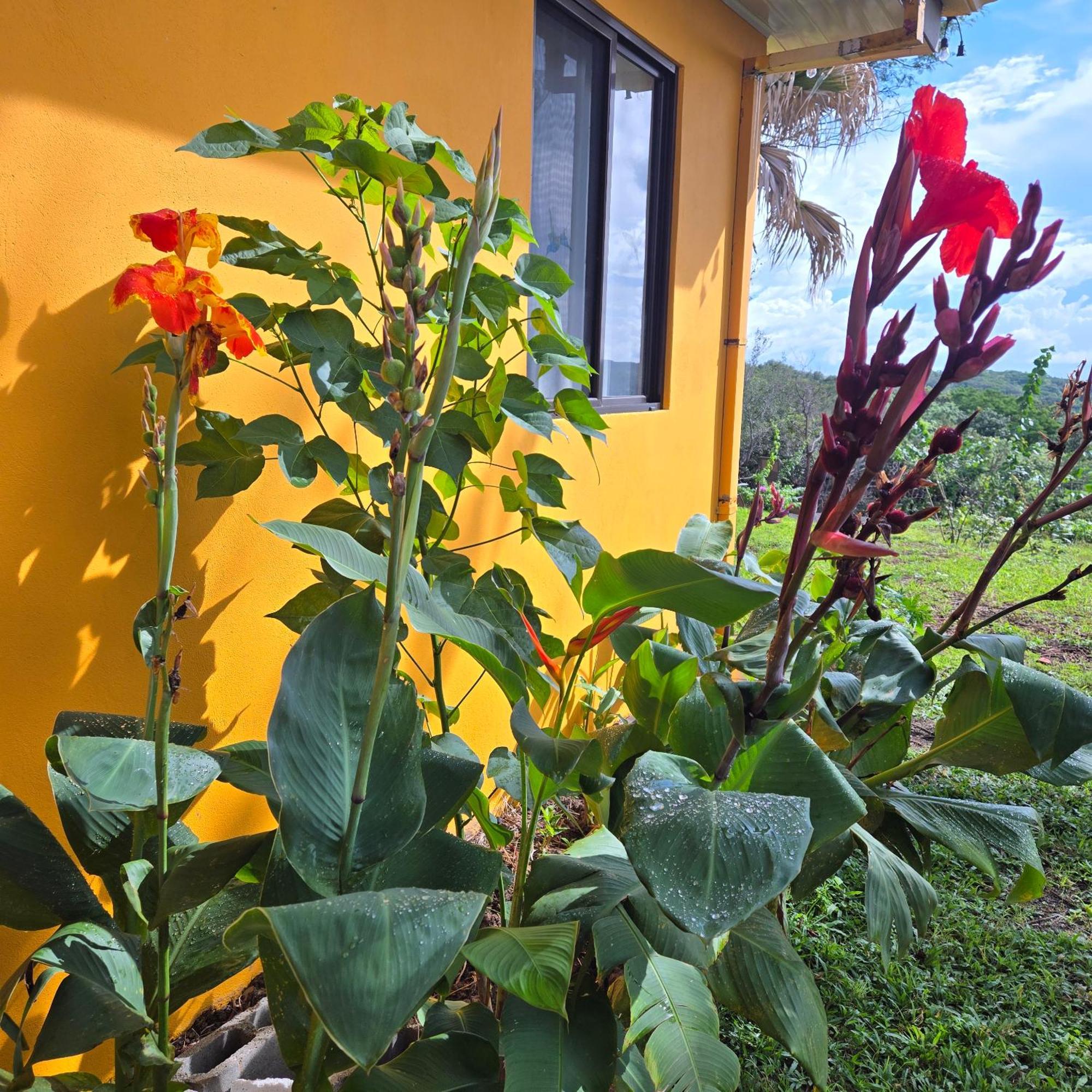 Hacienda En Los Volcanes Guayabo  Exterior photo